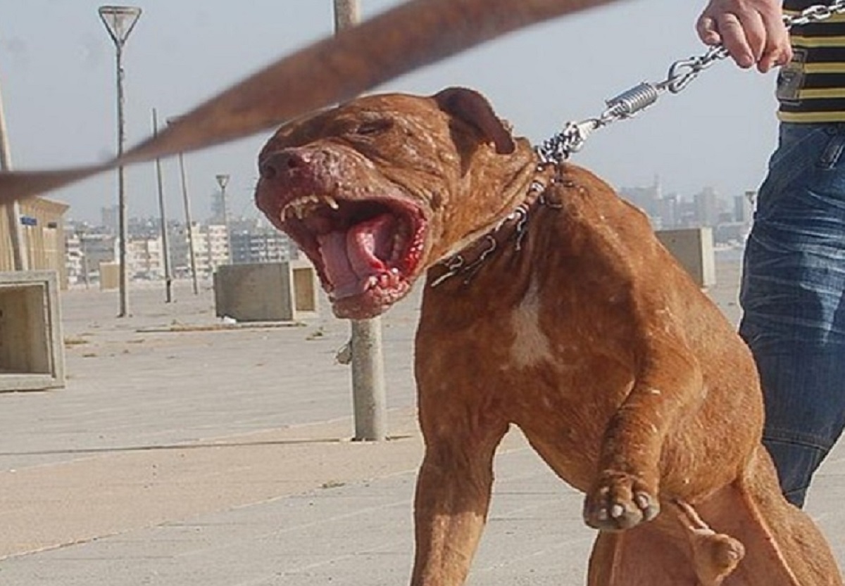 Bảy con chó pitbull cắn một người đàn ông đến chết