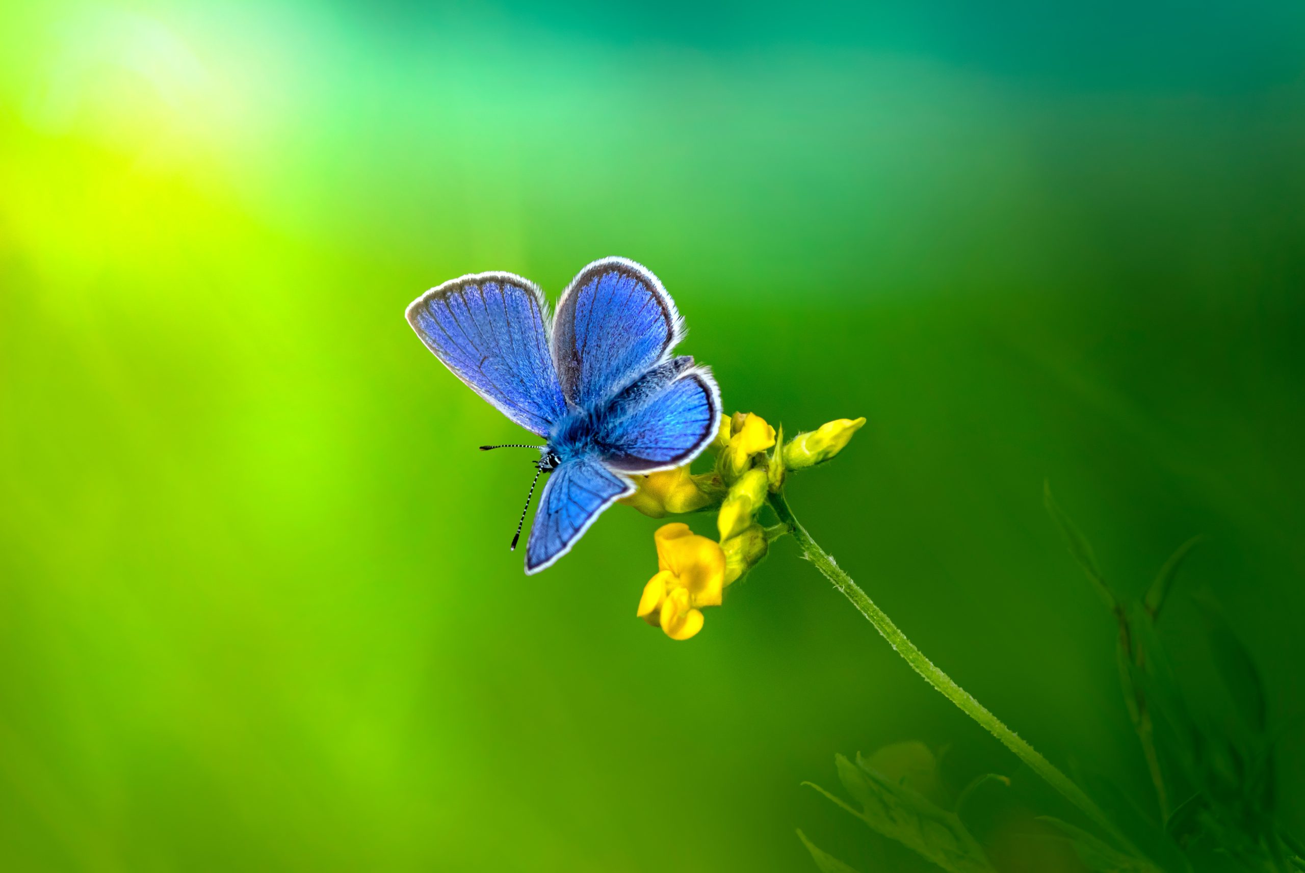 A little fly. Синяя бабочка на цветке. Синяя бабочка на желтом цветке. Синие бабочки для букета.